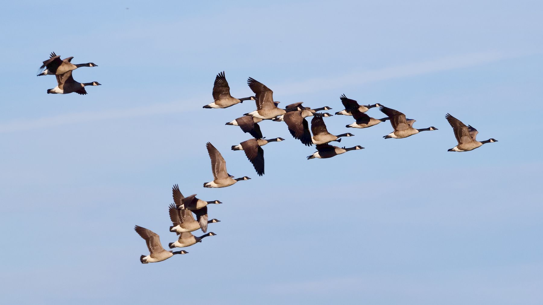 Flock of Canada geese in flight