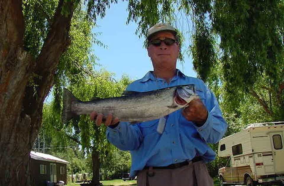 Angler holding a large trout under the willows