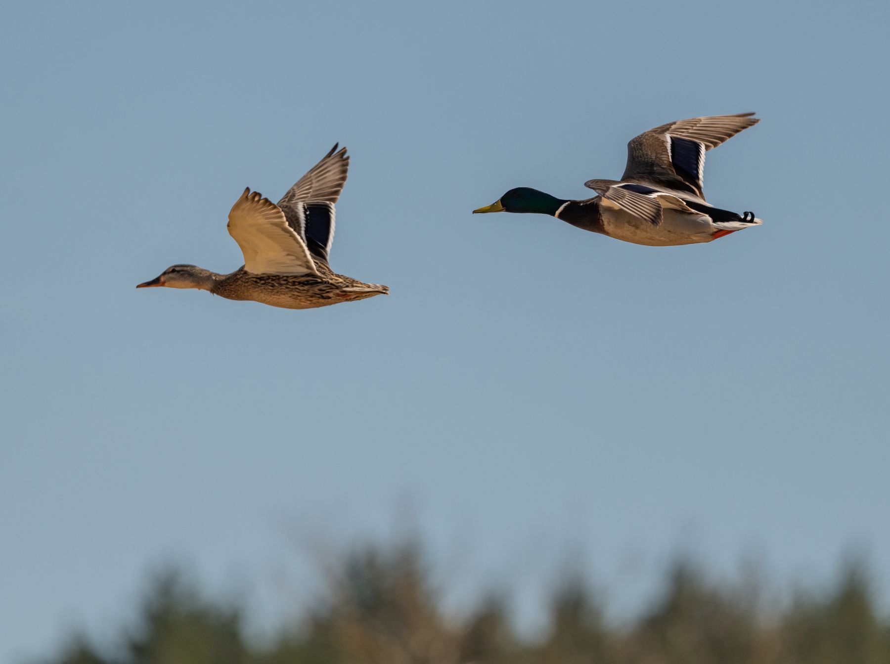 Pair of mallards in flight