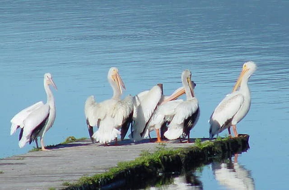 American white pelicans resting on the dock